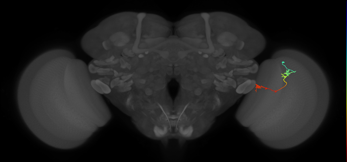 Tm5Y_R (JRC_OpticLobe:85776)