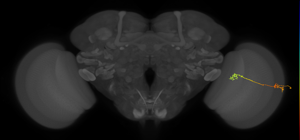 Tm5Y_R (JRC_OpticLobe:67991)
