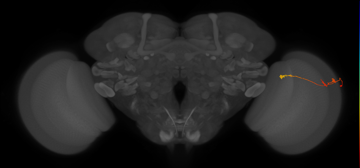 Tm5Y_R (JRC_OpticLobe:96913)