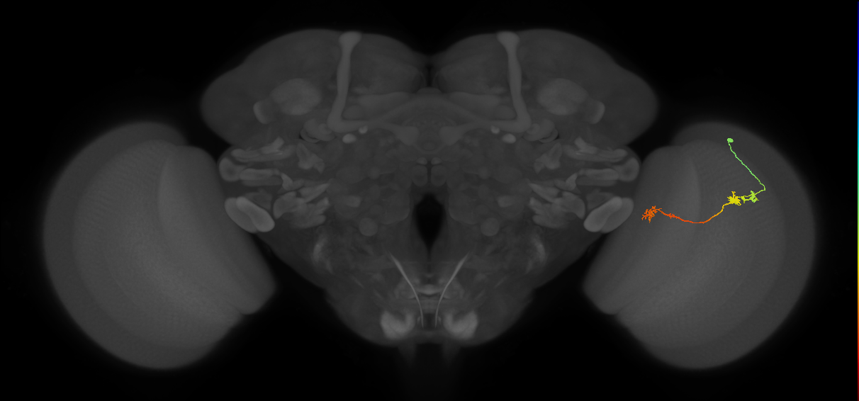 Tm5Y_R (JRC_OpticLobe:84015)