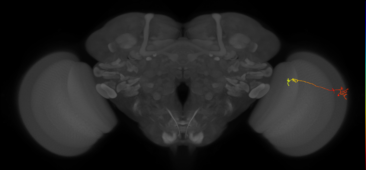 Tm5Y_R (JRC_OpticLobe:104733)