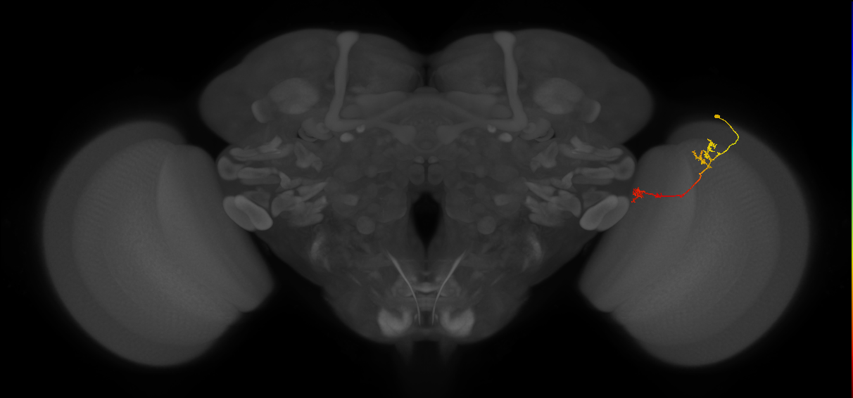 Tm5Y_R (JRC_OpticLobe:99639)