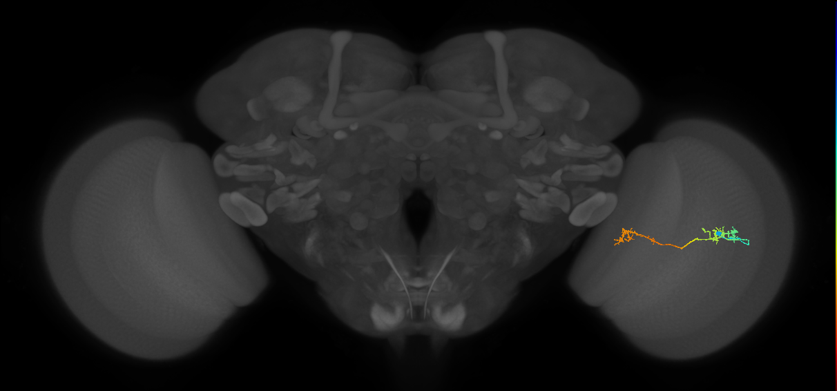 Tm5Y_R (JRC_OpticLobe:73854)