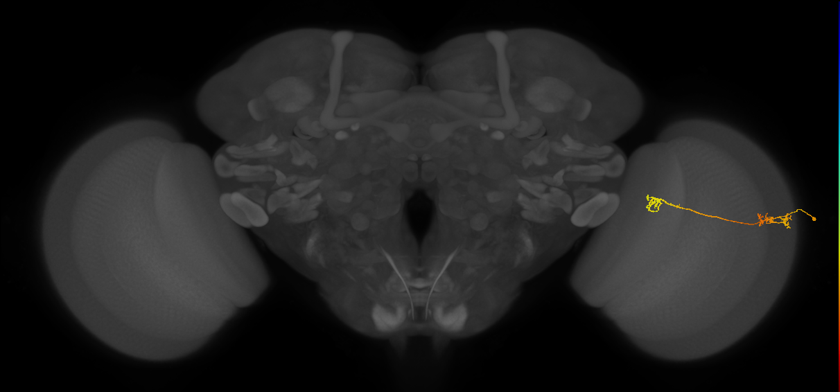 Tm5Y_R (JRC_OpticLobe:67615)