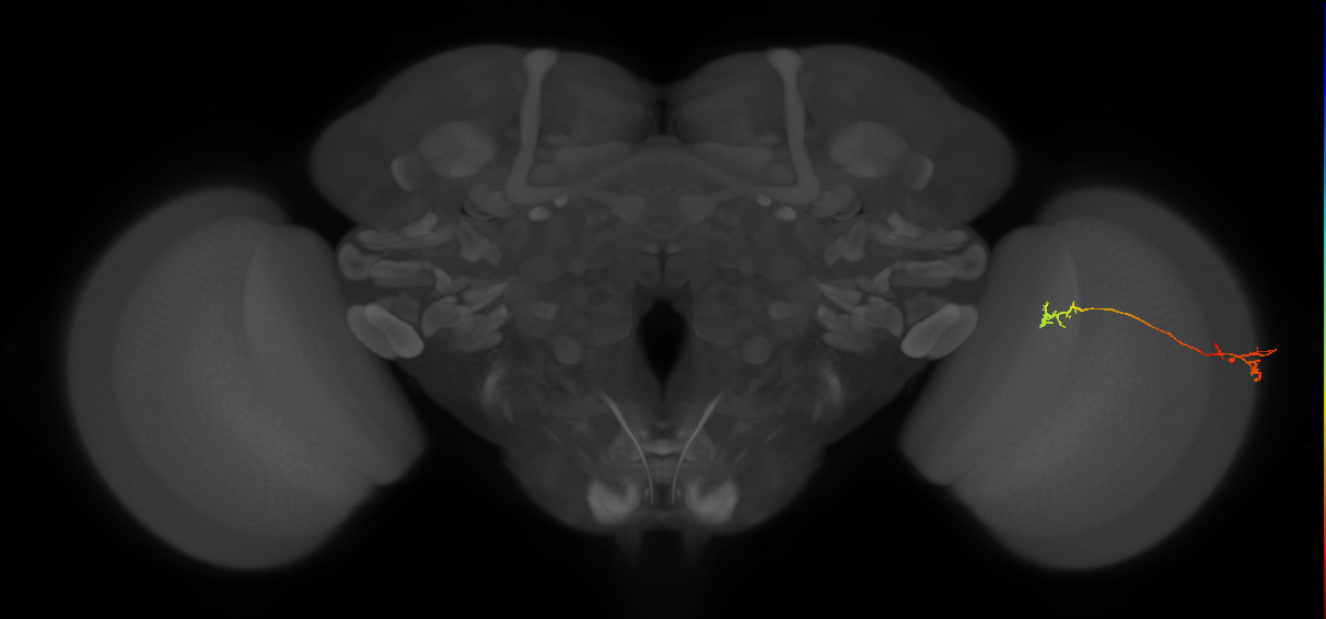 Tm5Y_R (JRC_OpticLobe:100978)