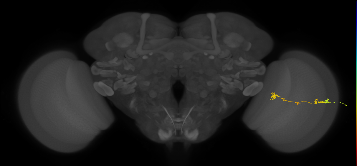 Tm5Y_R (JRC_OpticLobe:99473)