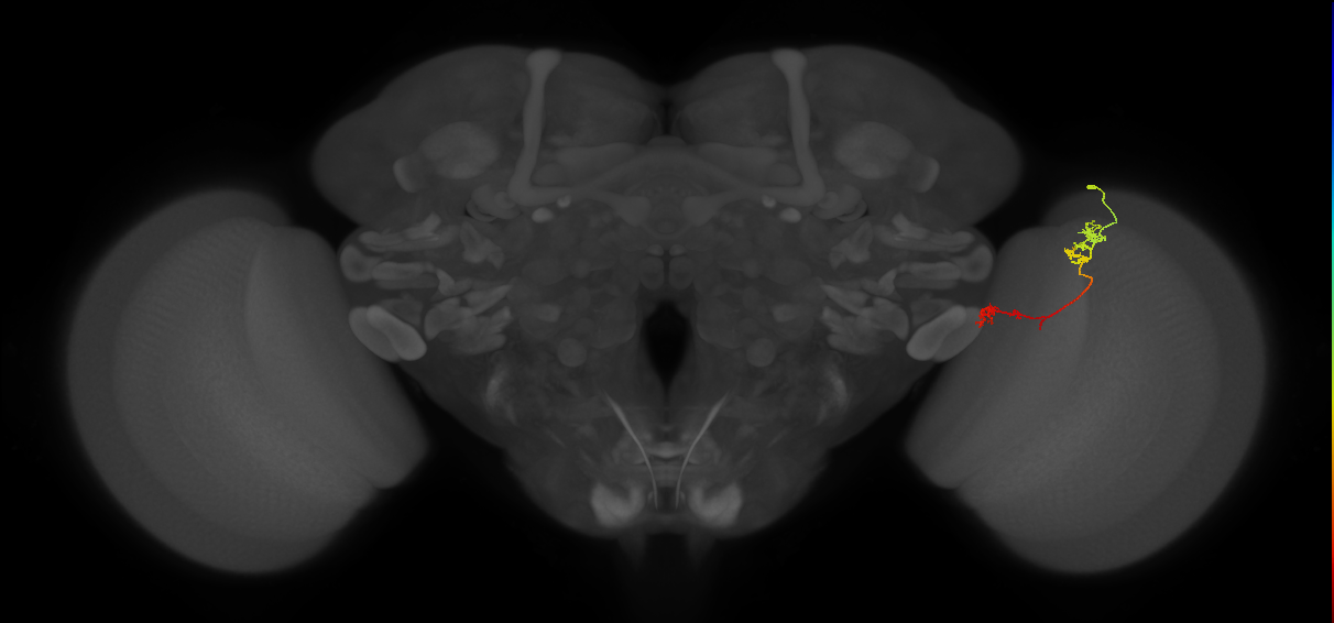 Tm5Y_R (JRC_OpticLobe:82814)