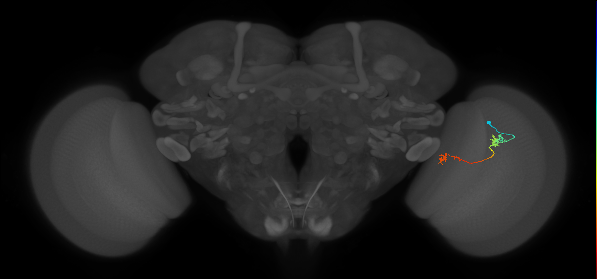 Tm5Y_R (JRC_OpticLobe:83702)