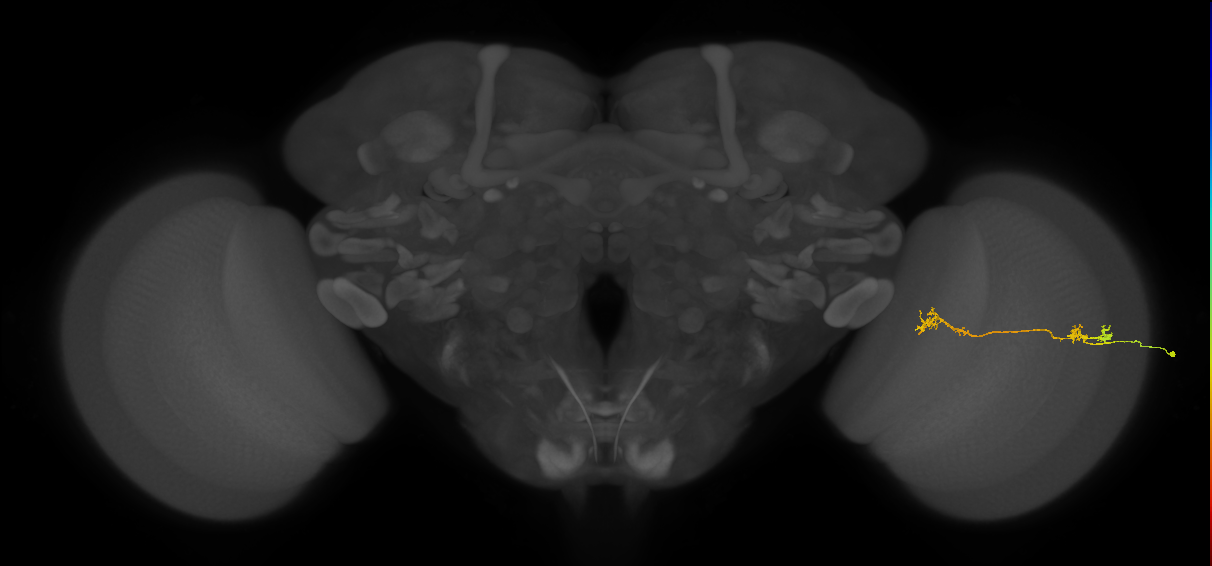 Tm5Y_R (JRC_OpticLobe:105495)