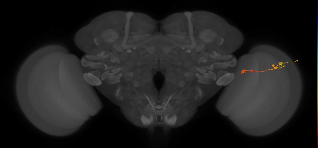 Tm5Y_R (JRC_OpticLobe:90521)