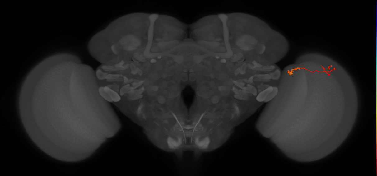 Tm5Y_R (JRC_OpticLobe:98176)