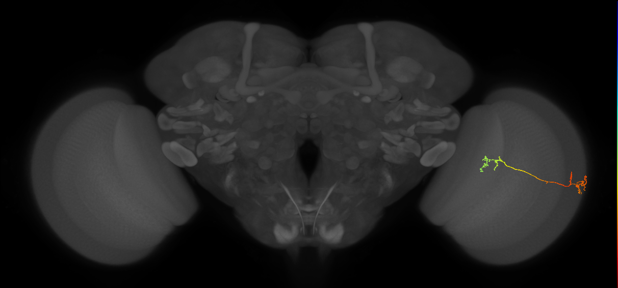 Tm5Y_R (JRC_OpticLobe:91039)