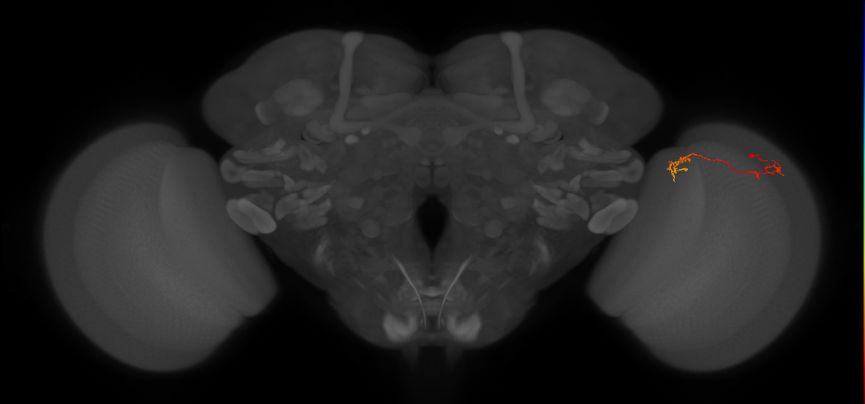 Tm5Y_R (JRC_OpticLobe:181704)