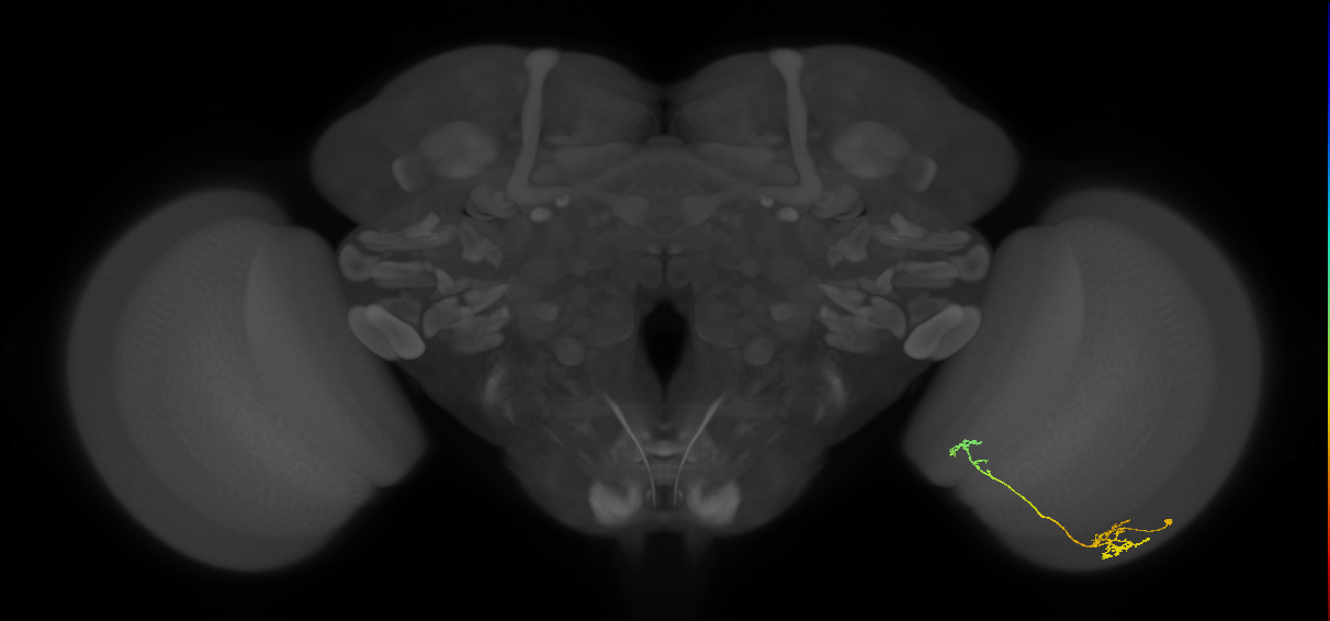 Tm5Y_R (JRC_OpticLobe:91935)