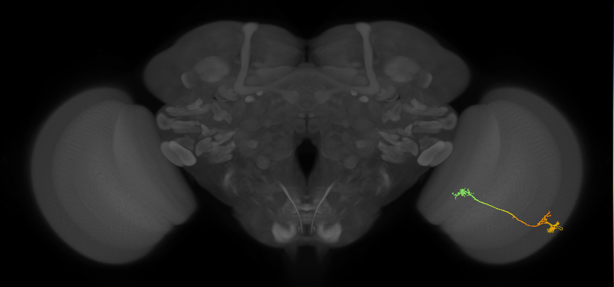 Tm5Y_R (JRC_OpticLobe:63808)