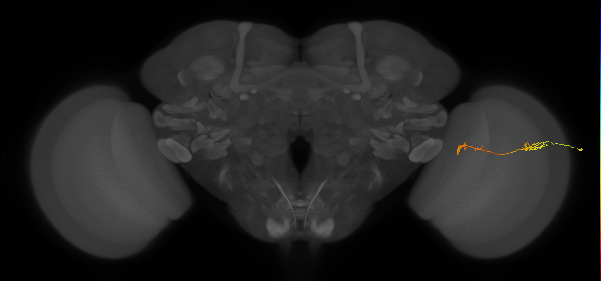 Tm5Y_R (JRC_OpticLobe:127013)