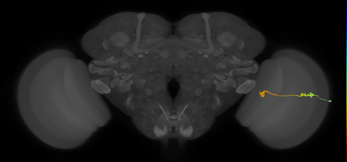 Tm5Y_R (JRC_OpticLobe:66444)