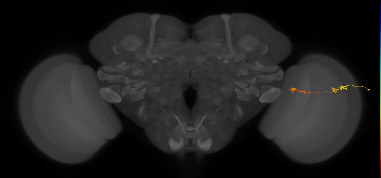 Tm5Y_R (JRC_OpticLobe:85523)