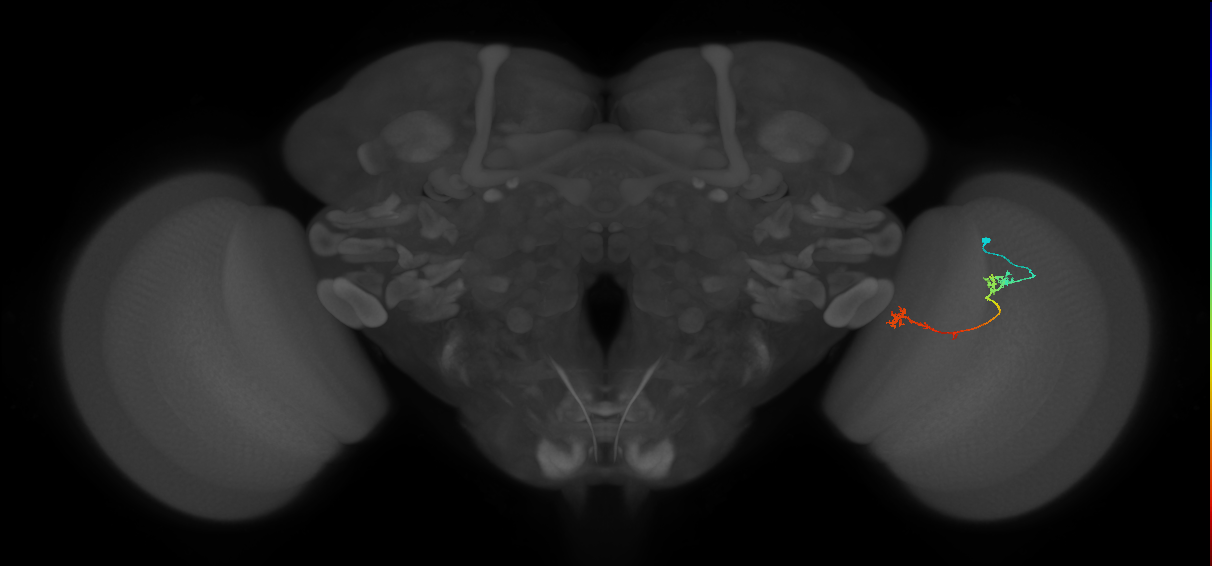 Tm5Y_R (JRC_OpticLobe:95422)