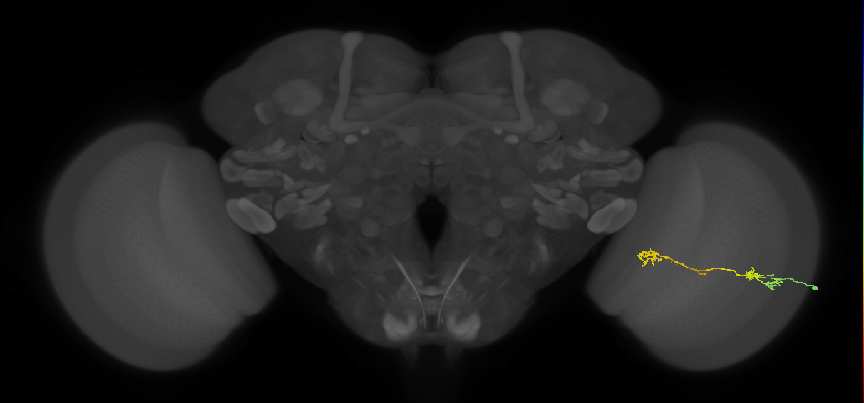 Tm5Y_R (JRC_OpticLobe:57947)