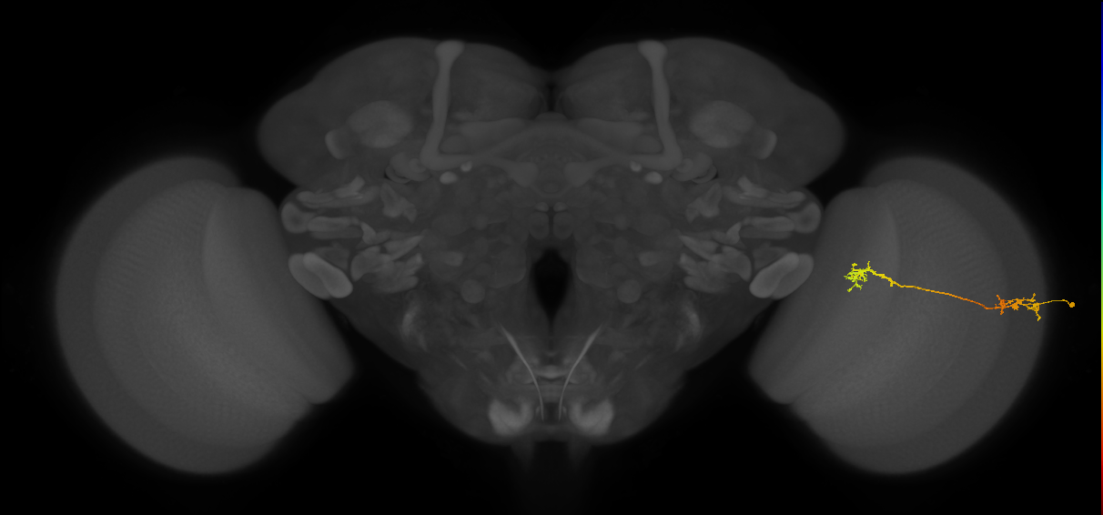 Tm5Y_R (JRC_OpticLobe:79363)