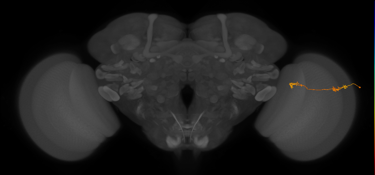 Tm5Y_R (JRC_OpticLobe:86719)