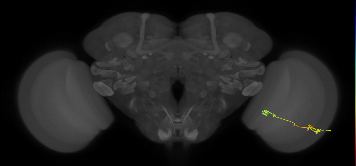 Tm5Y_R (JRC_OpticLobe:47695)