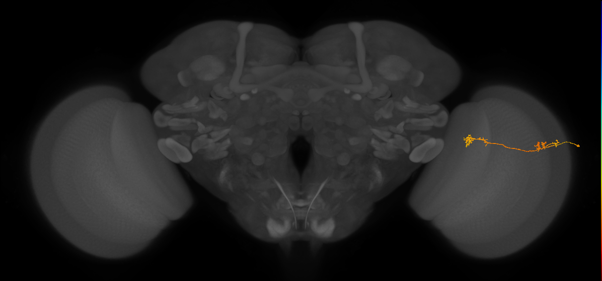 Tm5Y_R (JRC_OpticLobe:82777)