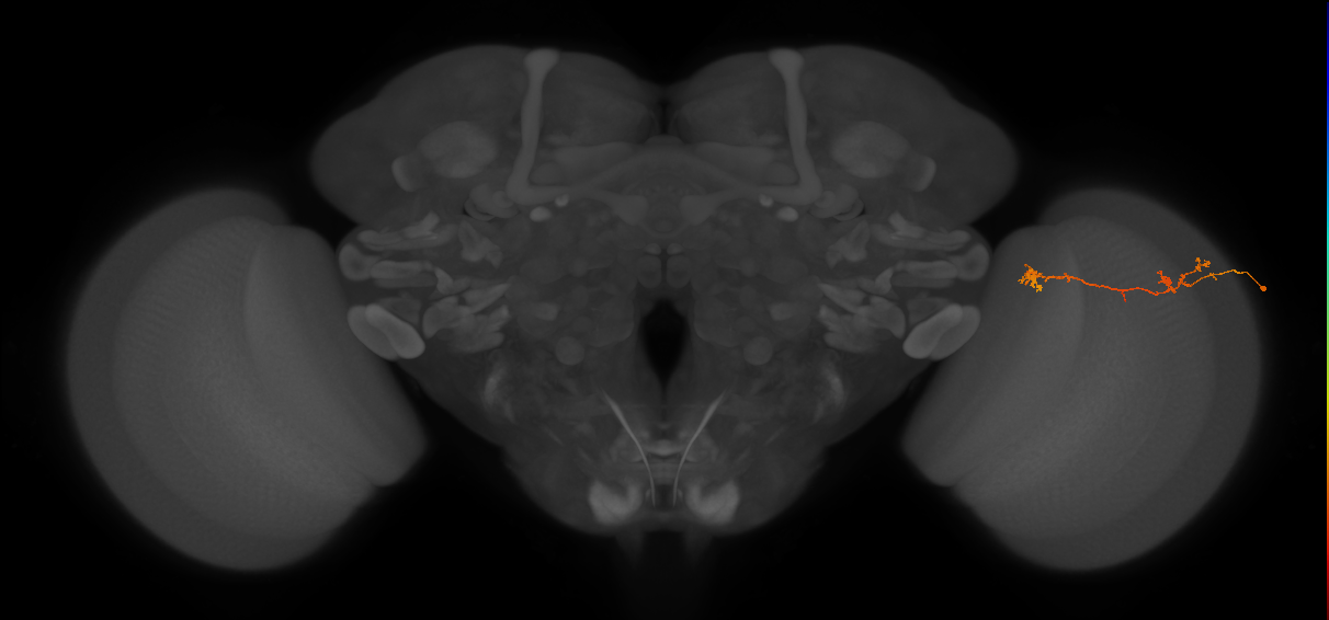 Tm5Y_R (JRC_OpticLobe:86702)