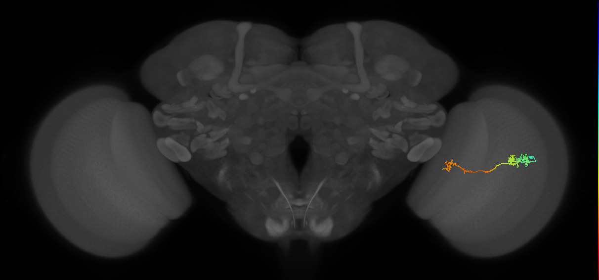 Tm5Y_R (JRC_OpticLobe:66040)