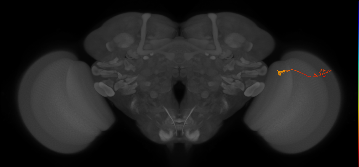 Tm5Y_R (JRC_OpticLobe:105626)