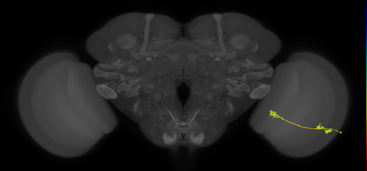 Tm5Y_R (JRC_OpticLobe:50610)