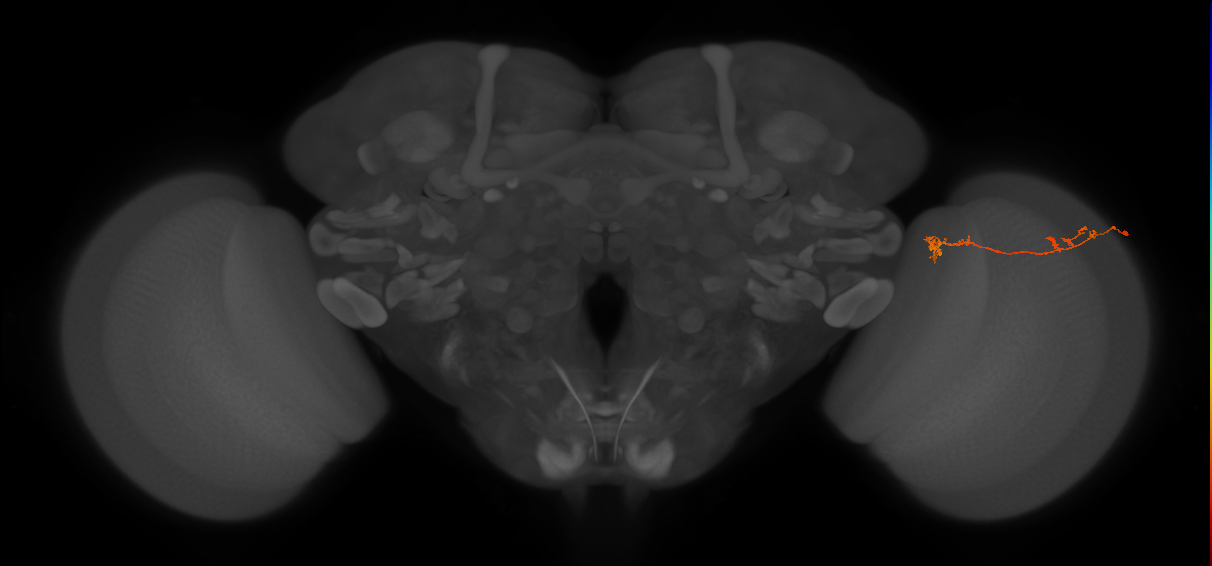 Tm5Y_R (JRC_OpticLobe:96322)