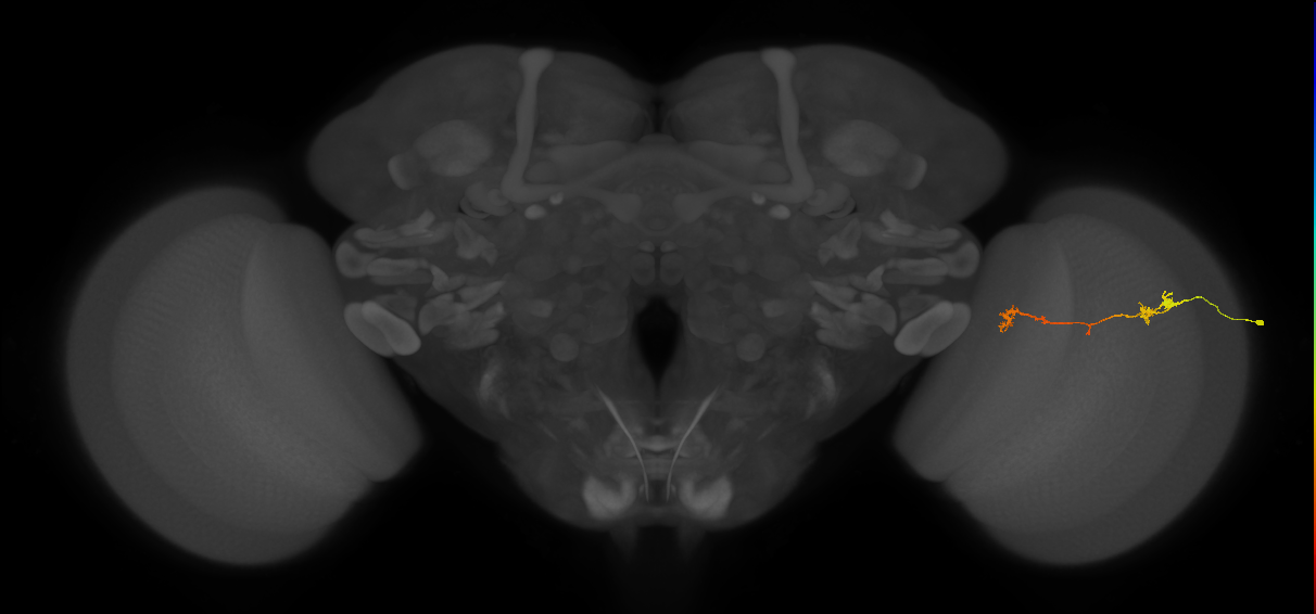 Tm5Y_R (JRC_OpticLobe:78248)