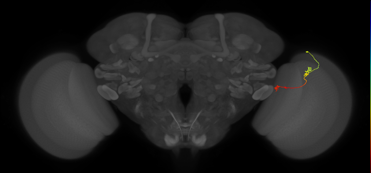 Tm5Y_R (JRC_OpticLobe:94267)