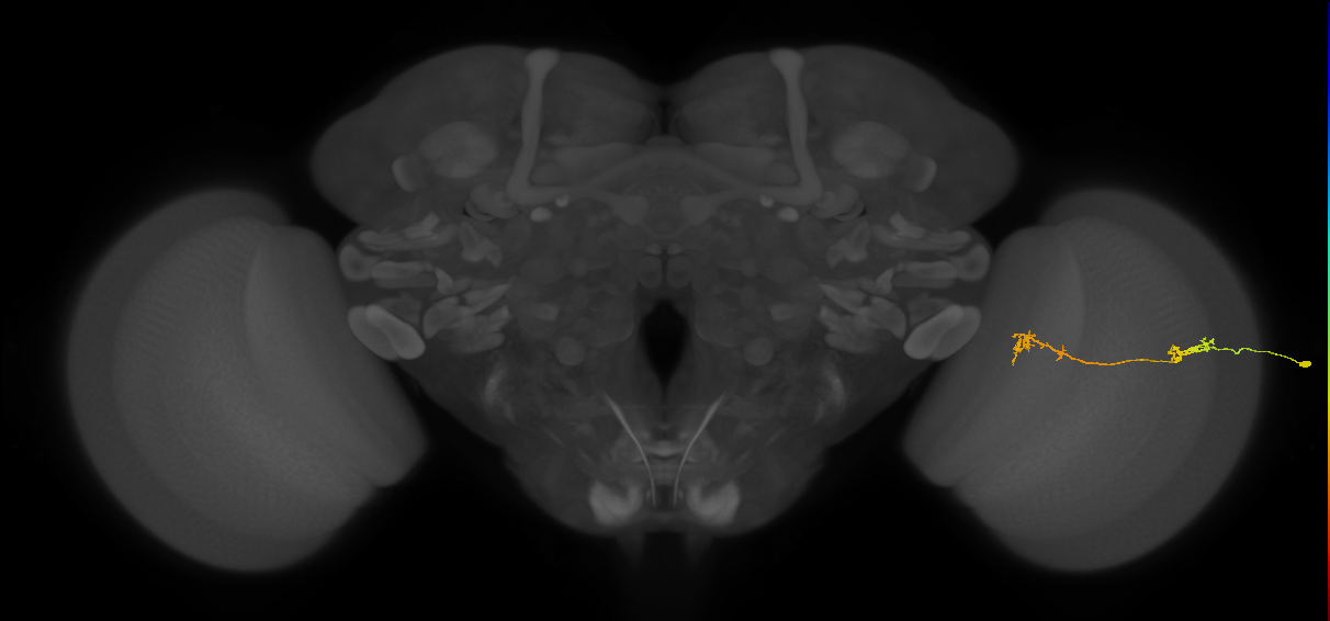 Tm5Y_R (JRC_OpticLobe:71435)