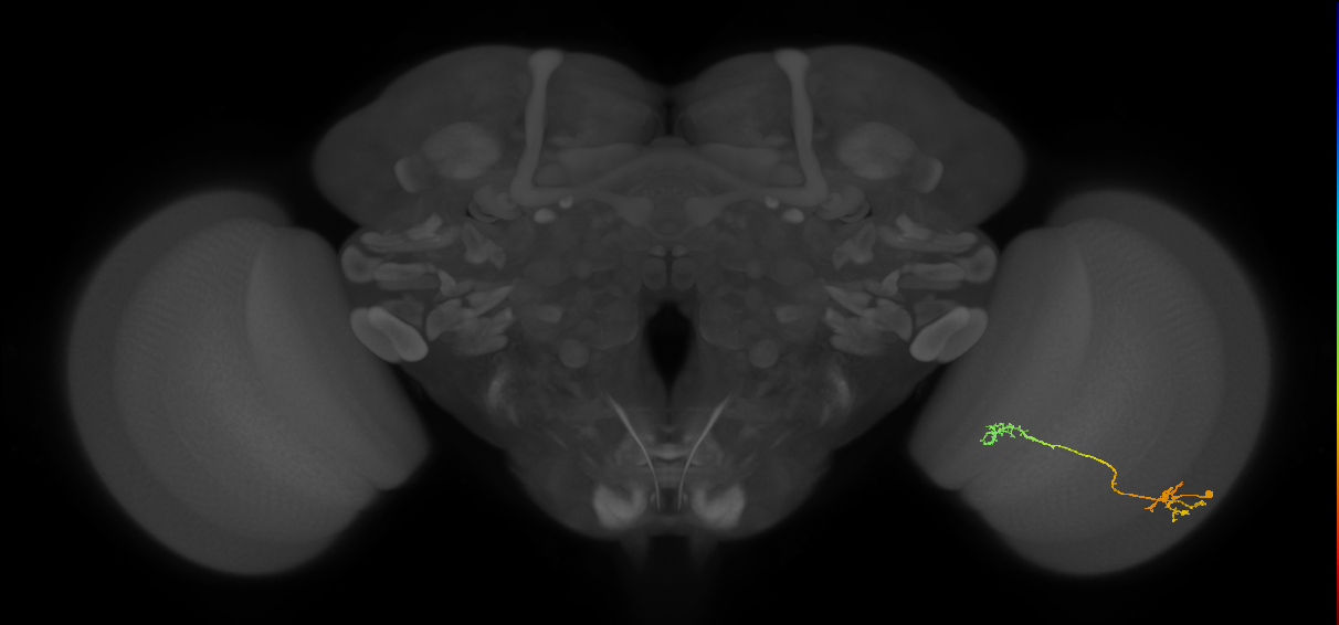 Tm5Y_R (JRC_OpticLobe:77363)