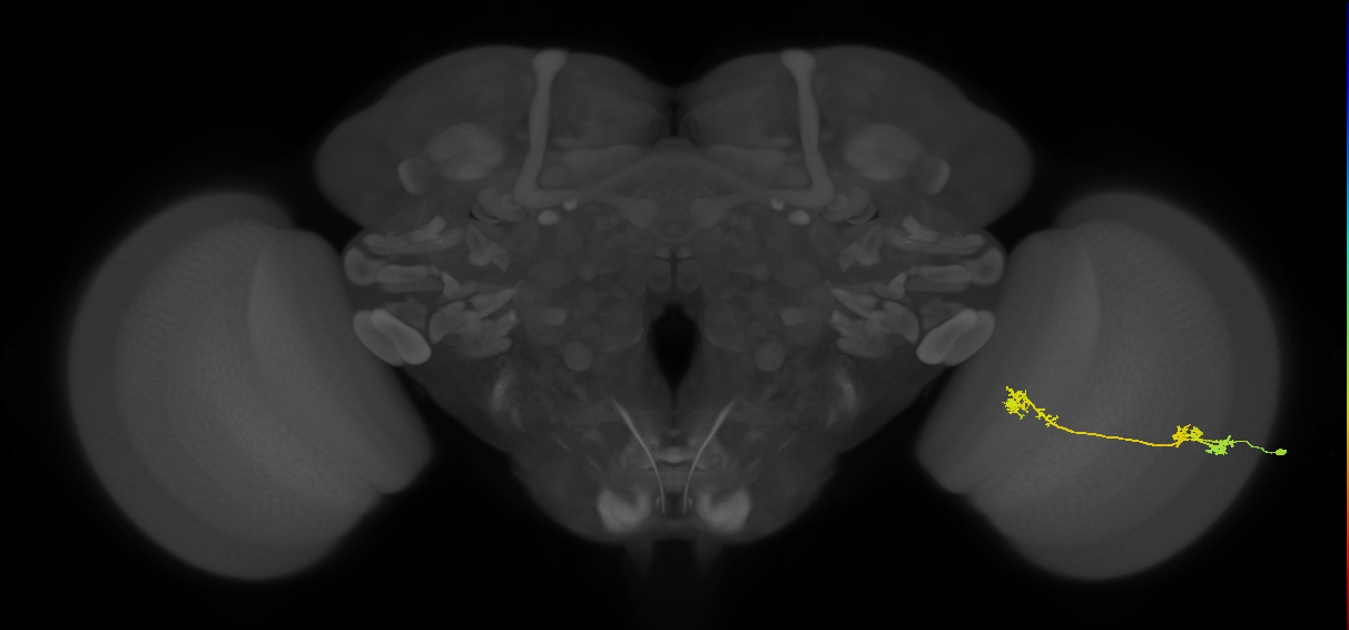 Tm5Y_R (JRC_OpticLobe:49122)