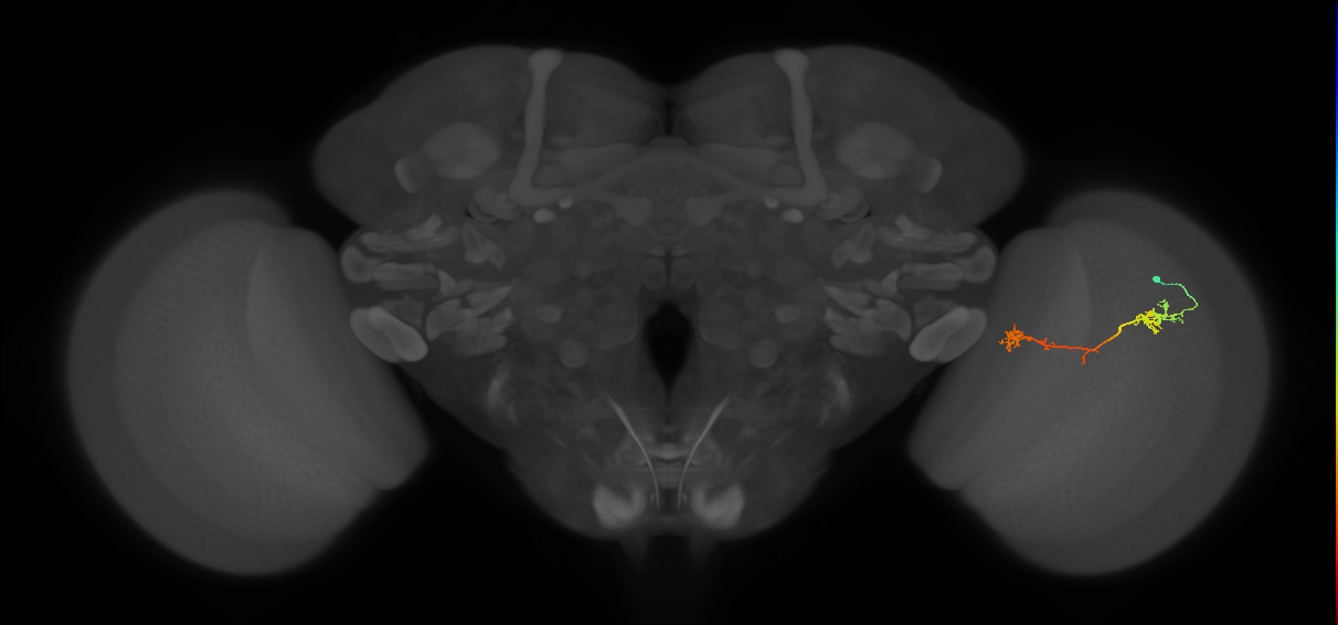 Tm5Y_R (JRC_OpticLobe:68466)