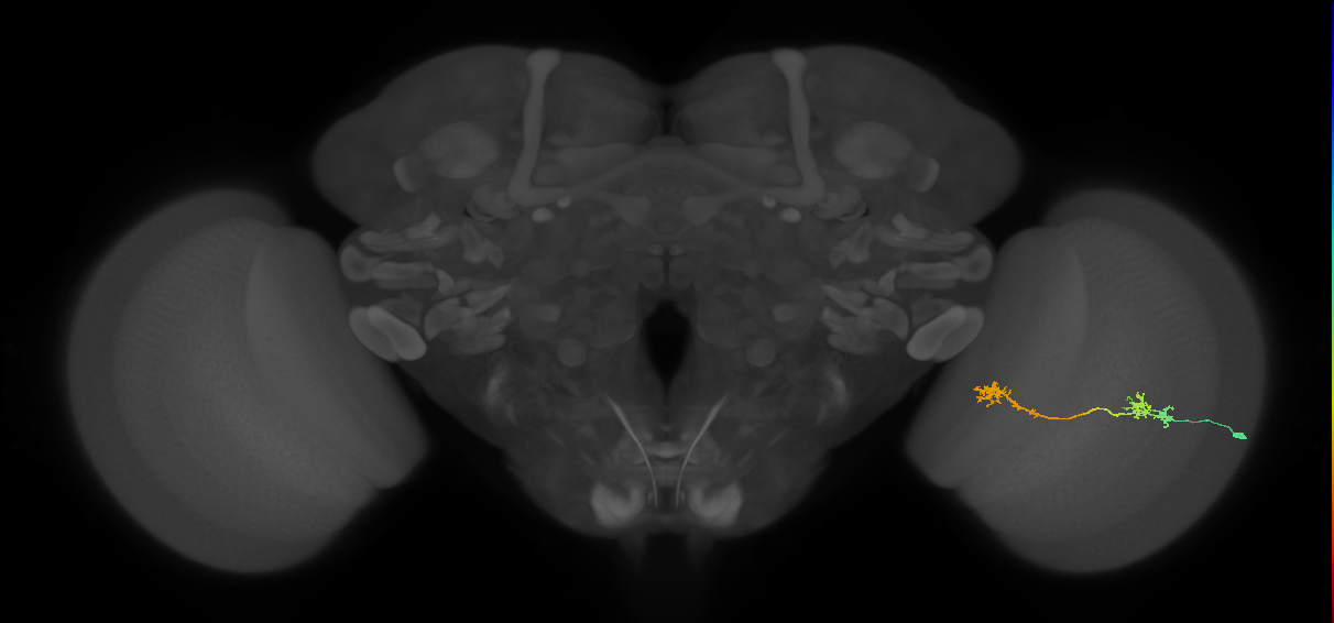 Tm5Y_R (JRC_OpticLobe:55614)