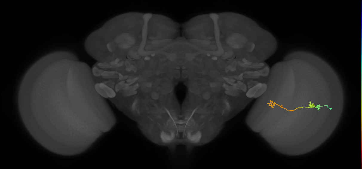 Tm5Y_R (JRC_OpticLobe:63137)