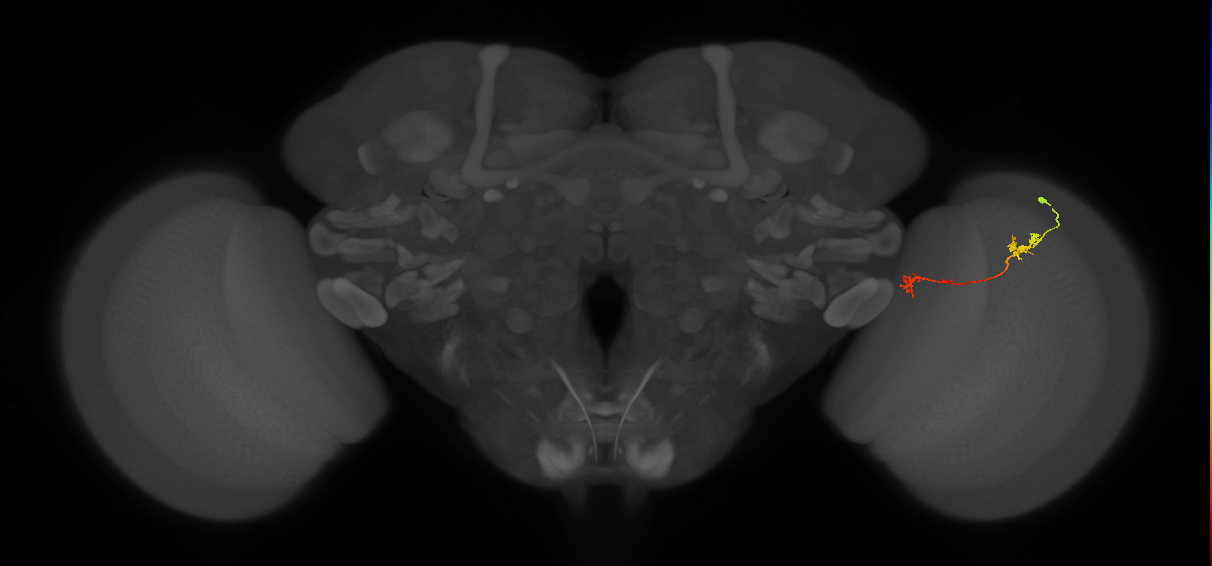 Tm5Y_R (JRC_OpticLobe:93297)