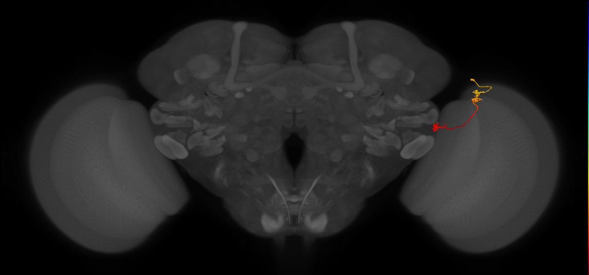 Tm5Y_R (JRC_OpticLobe:118626)