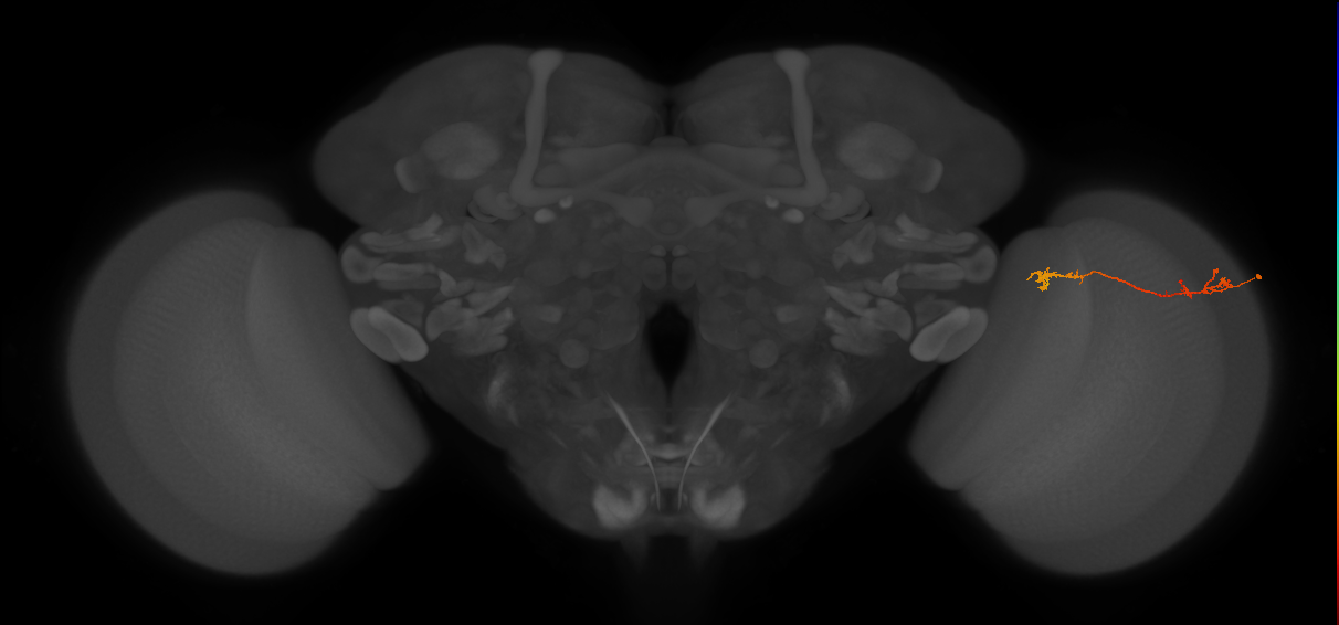 Tm5Y_R (JRC_OpticLobe:93996)