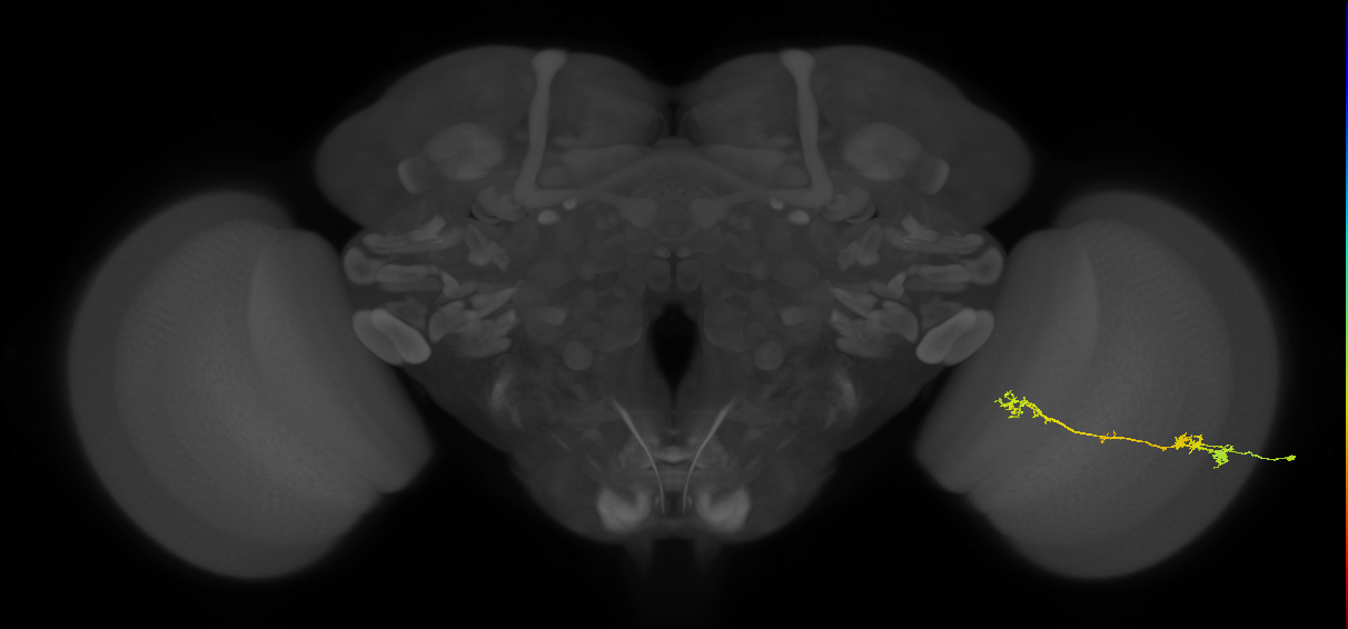 Tm5Y_R (JRC_OpticLobe:58354)