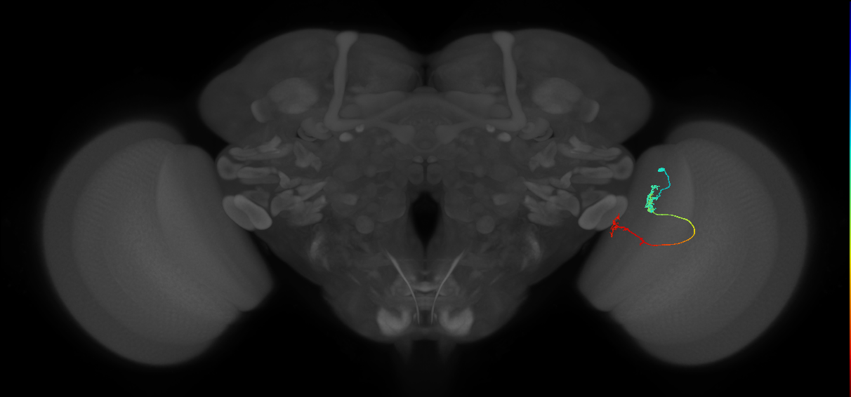 Tm5Y_R (JRC_OpticLobe:117090)