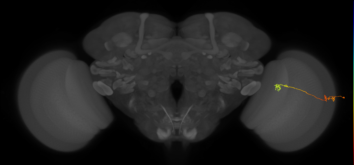 Tm5Y_R (JRC_OpticLobe:76345)