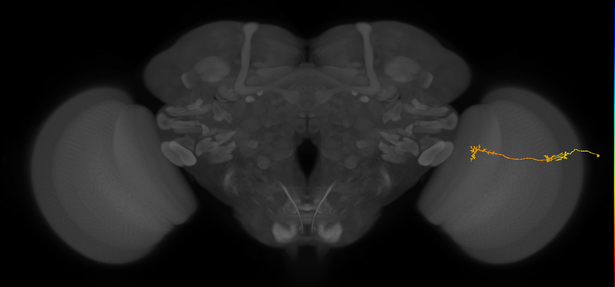 Tm5Y_R (JRC_OpticLobe:83846)