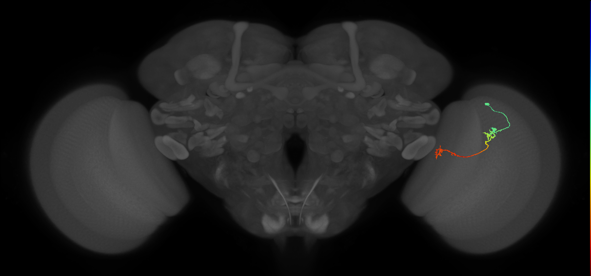 Tm5Y_R (JRC_OpticLobe:84189)