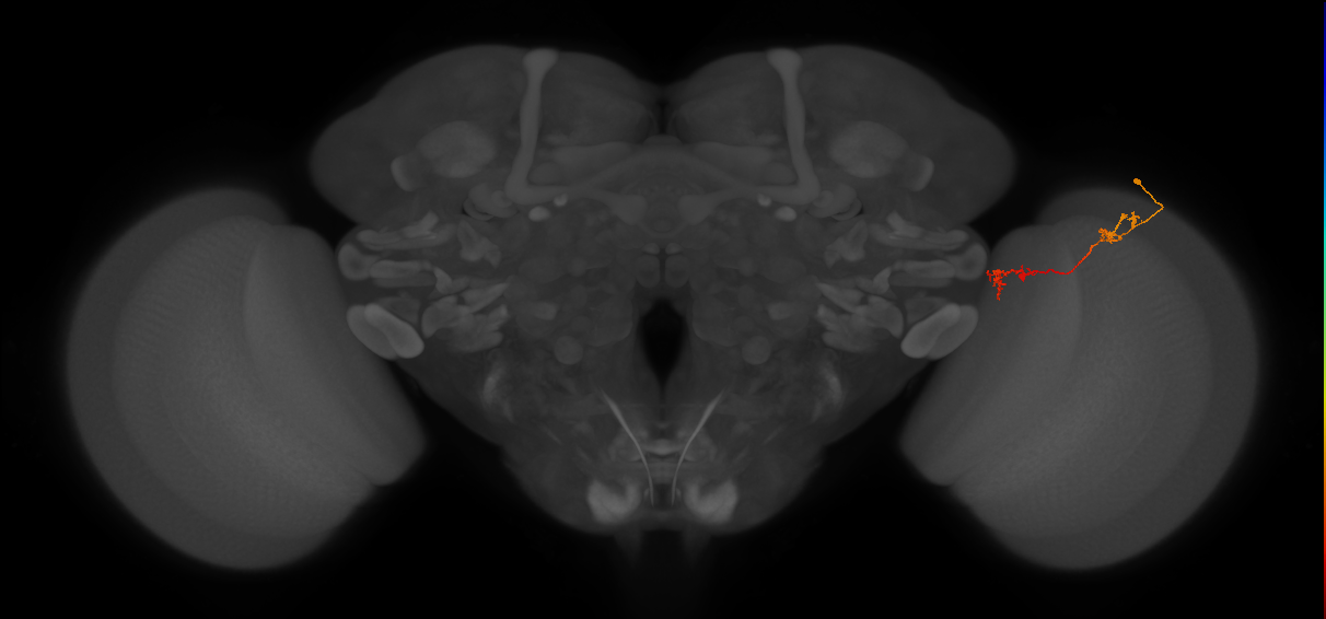 Tm5Y_R (JRC_OpticLobe:101051)